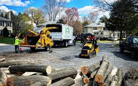 How Our Tree Care Process Works  in Weirton, WV