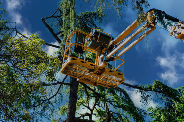 Professional Tree Services in Weirton, WV