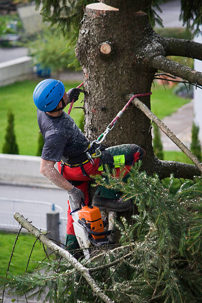 Tree and Shrub Care in Weirton, WV